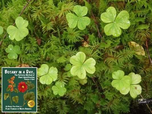  Common Wood Sorrel: Oxalis acetosella.