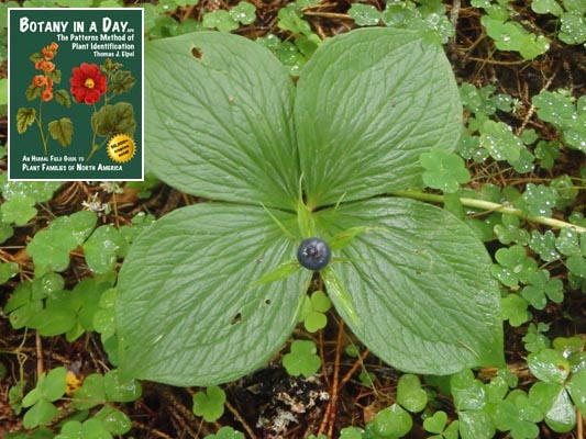  Herb Paris: Paris quadrifolia.