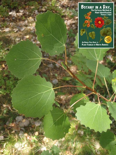  European Aspen: Populus tremula.