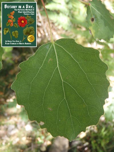  European Aspen: Populus tremula.