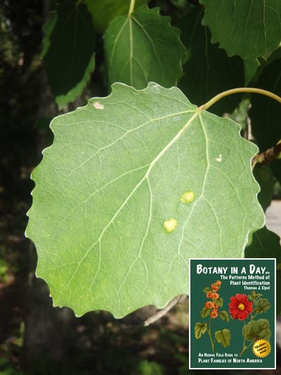  European Aspen: Populus tremula.