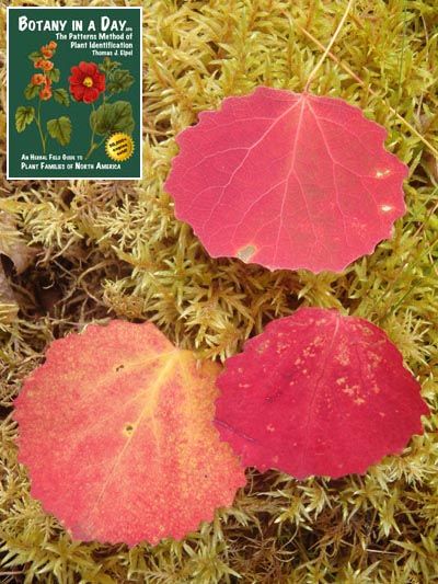  European Aspen: Populus tremula.