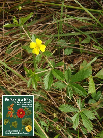  Erect Cinquefoil: Potentilla erecta.