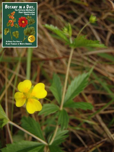  Erect Cinquefoil: Potentilla erecta.