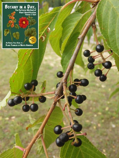  Bird Cherry: Prunus padus.