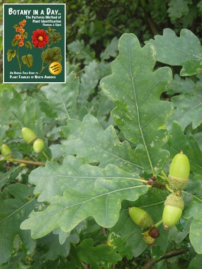  European Oak: Quercus robur.