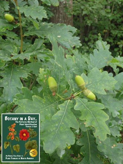  European Oak: Quercus robur.