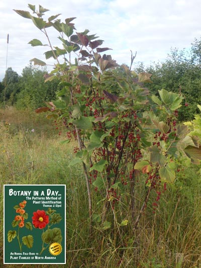  Red Currant: Ribes rubrum.