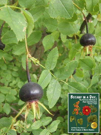 Burnet Rose.
