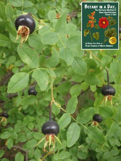  Burnet Rose: Rosa pimpinellifolia.
