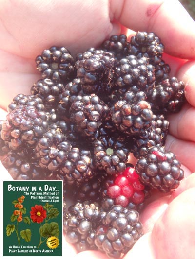 Himalayan blackberry: Rubus armeniacus.