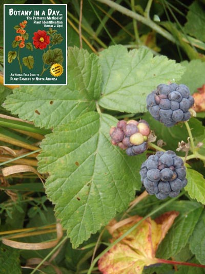  European Dewberry: Rubus caesius.