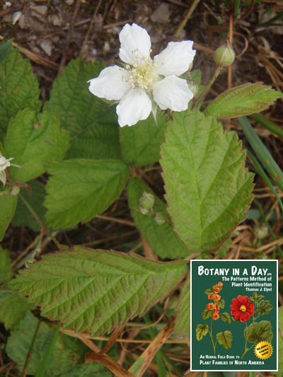  European Dewberry: Rubus caesius.