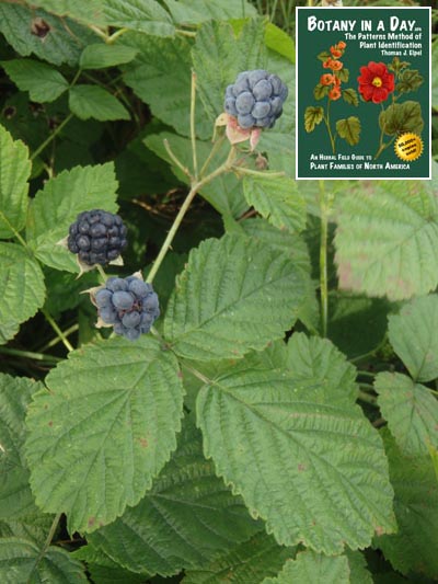  European Dewberry: Rubus caesius.