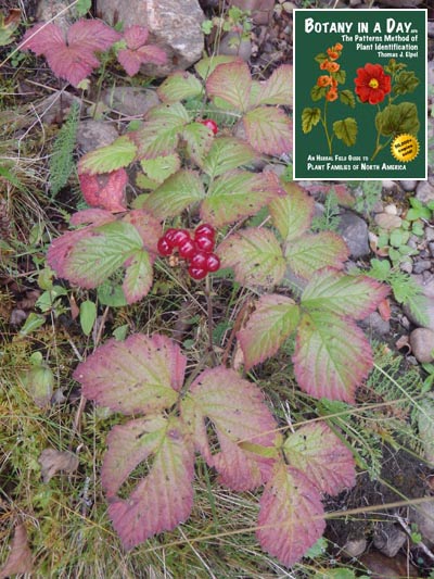  Stone Bramble: Rubus saxatilis.