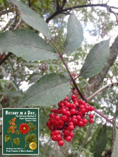  Red Elderberry: Sambucus racemosa.