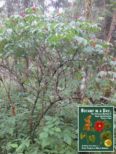  Red Elderberry: Sambucus racemosa.