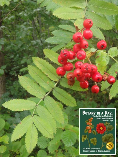 Mountain Ash: Sorbus sp.