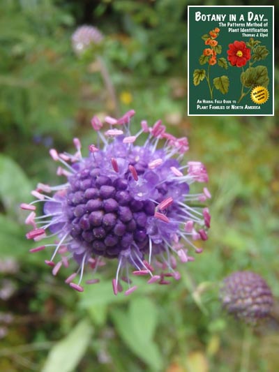  Devil's Bit Scabious: Succisa pratensis.