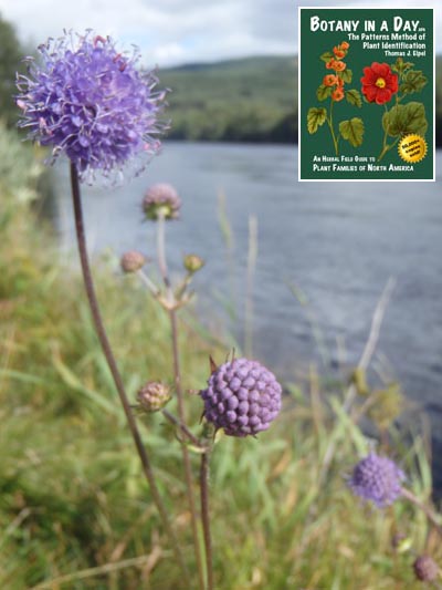  Devil's Bit Scabious: Succisa pratensis.