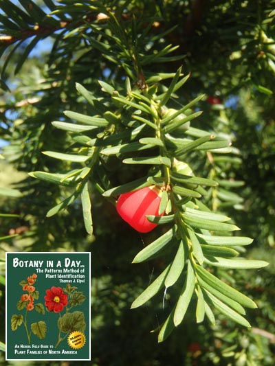  English Yew: Taxus baccata.