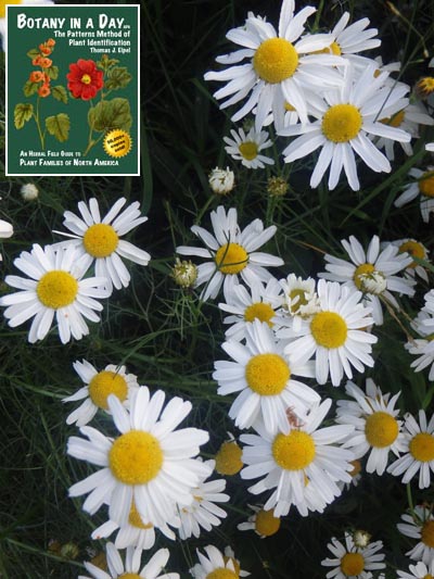  Scentless False Mayweed: Tripleurospermum inodorum.