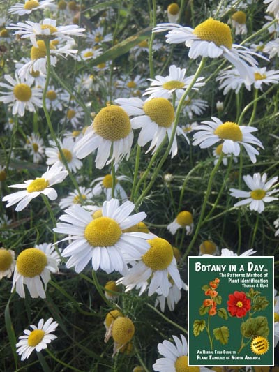  Scentless False Mayweed: Tripleurospermum inodorum.