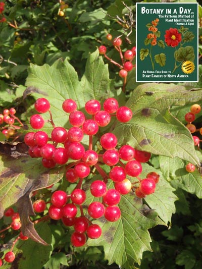  European Highbush Cranberry: Viburnum opulus.