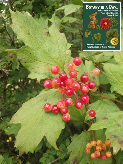  European Highbush Cranberry: Viburnum opulus.