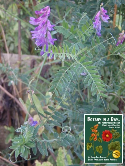  Hairy Vetch: Vicia villosa.