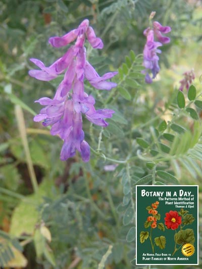  Hairy Vetch: Vicia villosa.