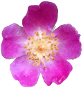 Wildflower Logo.