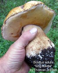 Boletus edulis: King Bolete mushroom.