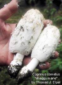Coprinus comatus: Shaggy Mane mushroom.