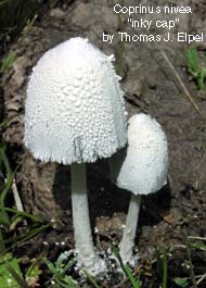 Coprinus nivea: Inky Cap mushroom.