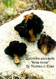 Gyromitra esculenta: False Morel mushroom.