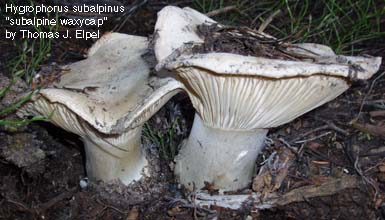 Hygrophorus_subalpinus: Subalpine Waxy Cap mushroom.