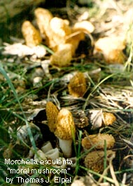 Morchella esculenta: Morel mushroom.