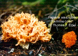 Ramaria araiospora: Camine coral.