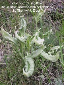 Balsamorhiza sagittata: Arrowleaf Balsamroot sprayed with herbicides.
