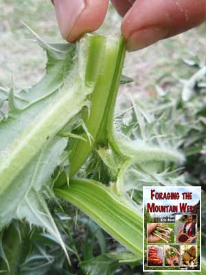 Peeling a nodding or musk thistle stalk for food.