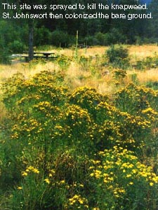 Hypericum perforatum: St. Johnswort.