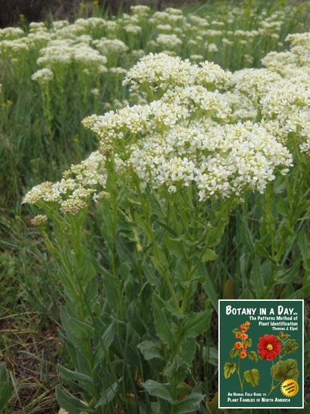 Lepidium draba: Whitetop or Hoary Cress.