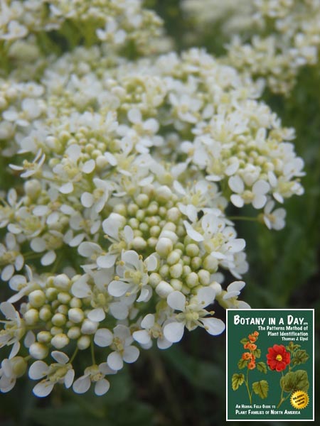 Lepidium draba: Whitetop or Hoary Cress.