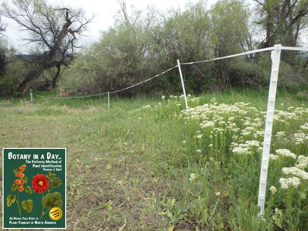 Lepidium draba: Whitetop or Hoary Cress.