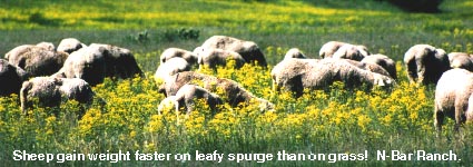 Sheep feeding and gaining weight on Leafy Spurge.