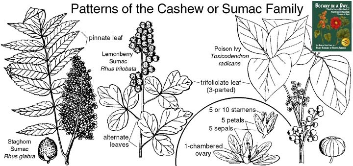 Resultado de imagen de Anacardiaceae