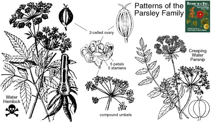 Herb Plant Identification Chart