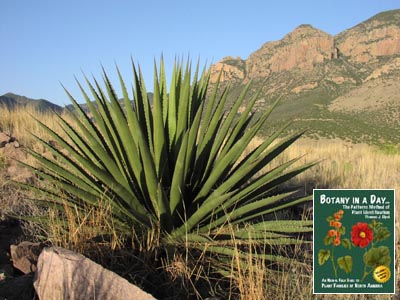 Agave palmerii. Palmer's Agave.