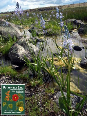 Camassia quamash. Blue camas.